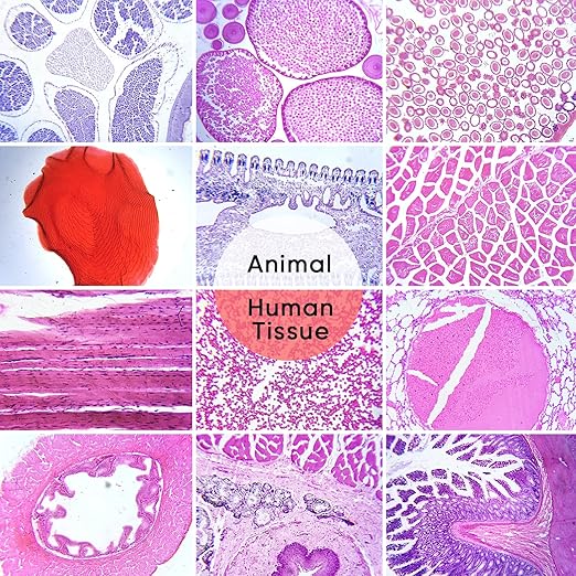 30 Microscope Slides with Specimens,Prepared Microscope Slides for Kids,Glass Slides for Microscope,Prepared Slides for Kids Microscope,Microscope Slide Preparation Kit for Biology Science Classes